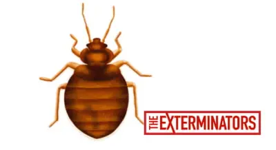 bed bug treatment acton