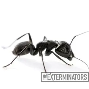ant control acton