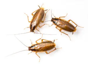 cockroach exterminator acton
