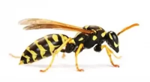 wasp next removal acton