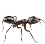 ant control acton