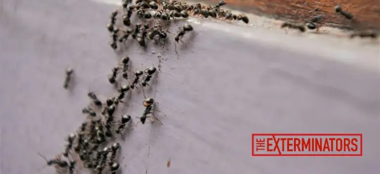 ant exterminator pest control acton