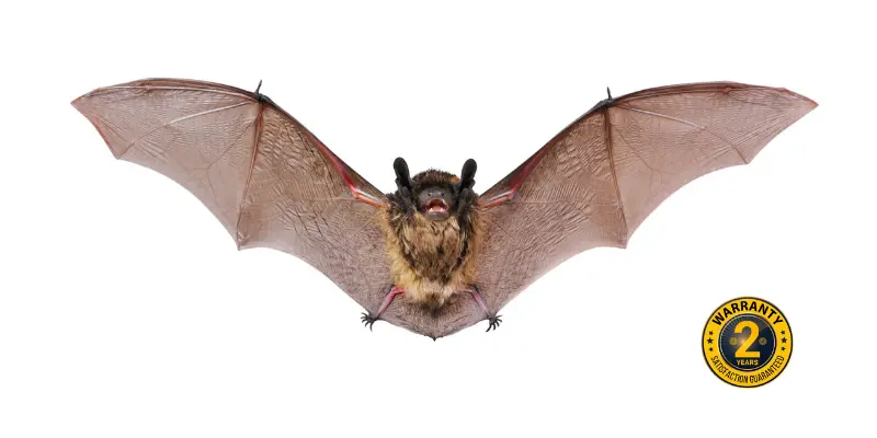 bat removal acton 1