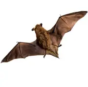 bat removal acton