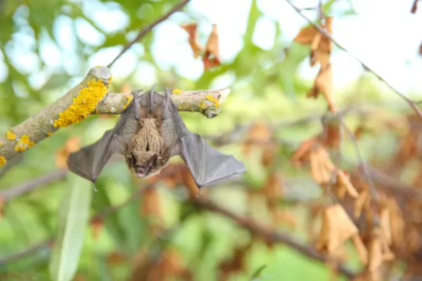 bat removal services acton