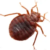 bed bug control acton