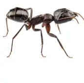 carpenter ant control acton 1