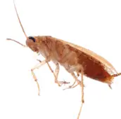cockroach control acton
