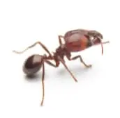 fire ant treatment acton