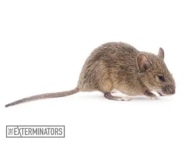 mice infestation acton