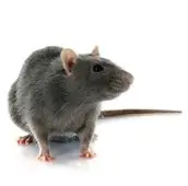 rat control acton